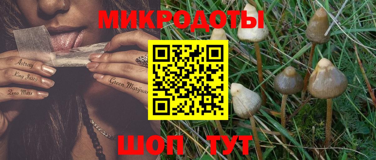 Псилоцибиновые грибы Psilocybe Людиново